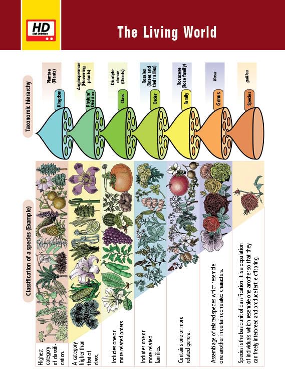 MTG Objective NCERT at your FINGERTIPS | Biology | NEET 2025-2026 | Class 11th & 12th | English Medium